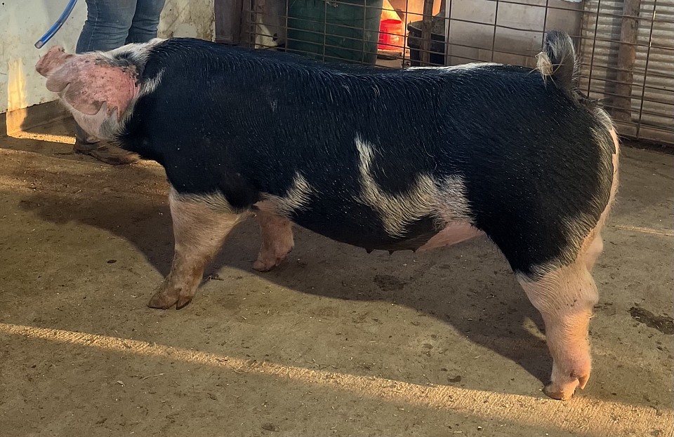 RCC Shirley 5. Farrowed 2/5/25. FOR SALE.