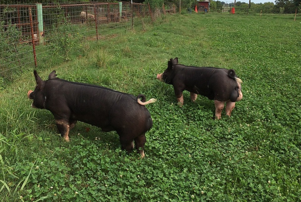 Berkshire Boars