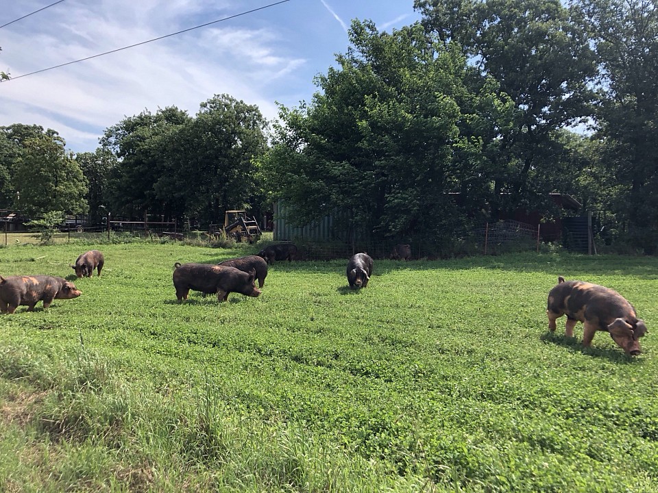 Breeding Stock Grazing Clover Pasture