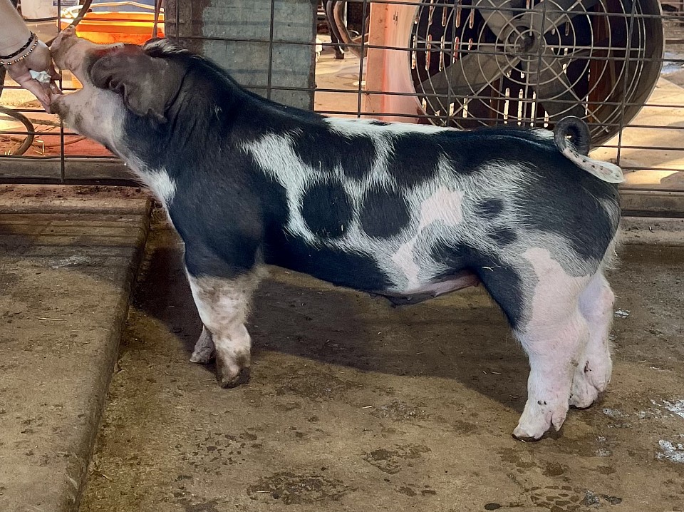 Spot barrow farrowed early August '25.